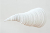 Imago